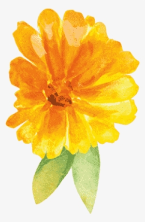 Calendula - English Marigold