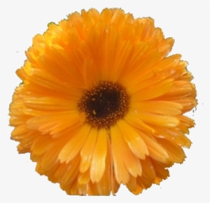 Flowers - Clip Art