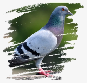 We Have Also Recently Developed New Health Aid Supplements, - Pigeons And Doves
