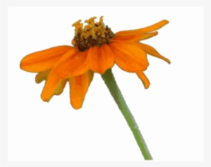 Zinnia Rambo Drawing Petal - Rambo