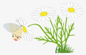 Download Marguerite Daisy Drawing Line Art - Marguerite Clipart