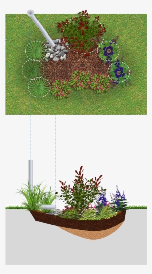 Rain Garden