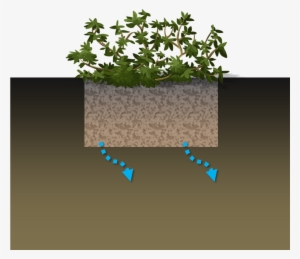 Rain Garden Schematic - Shrub