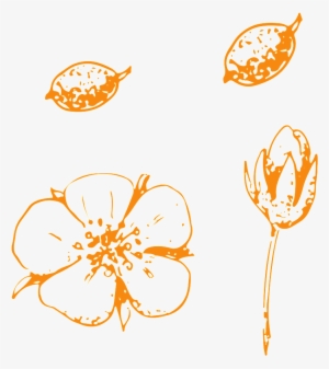 Simple Hand Drawn Vegetable Transparent Vegetables - Illustration