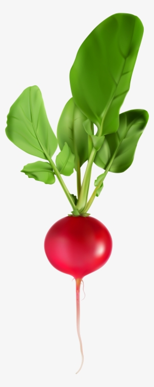 Vegetables Png Images