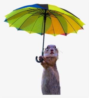 Animals, Meerkat, Isolated, Umbrella, Rain Protection - Animals With A Umbrella