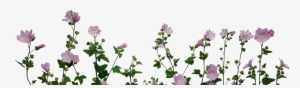 Flowers Png Format - Plants And Flower Png