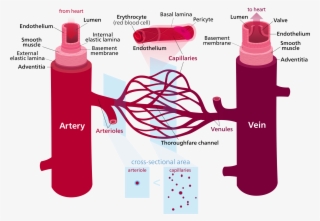 Blood Vessels
