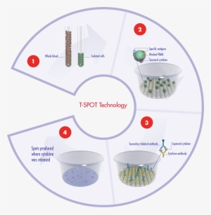 The Principles Of Our T-spot Assay System Using Blood - Tb Spot