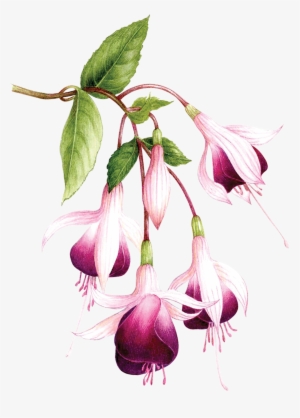 Fuchsia