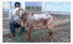 200 Sheeps Of Telangana Is For Sell Hyderabad - Bakrid Sheeps