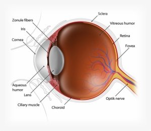 Eye Disection - Eye Anatomy In Spanish