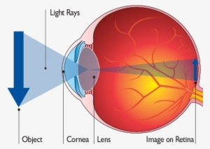 Normaleye - Does The Eye See
