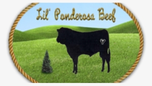 Cattle