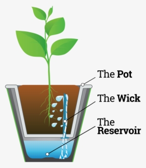Infograph Waterwick - Bewässerungssystem Waterwick Topfsystem Hello Beautiful,1