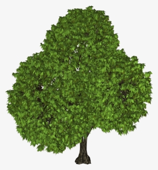 Green Tree Png Clipart - Tree