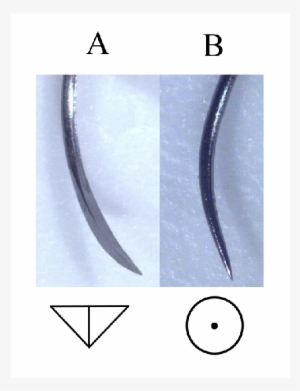 Two Common Types Of Surgical Needle Used To Suture - Surgical Suture
