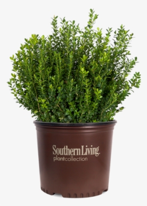 Baby Gem Boxwood In Container - Southern Living Nandina Lemon Lime