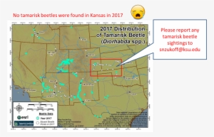 These Beetles Are The Best Biocontrol We Have For Fighting - Map