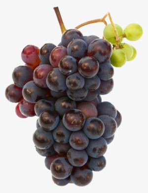 Black Grapes Png Free Commercial Use Image - Fruits Grape