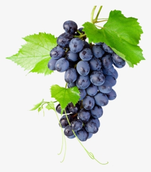 Black Grapes Png High-quality Image - Grapes On Transparent Background