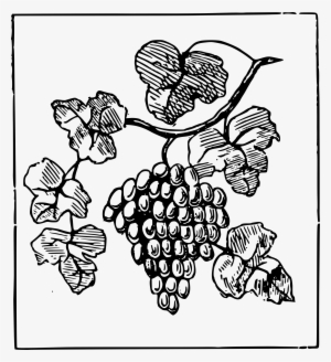 Grapes Clipart
