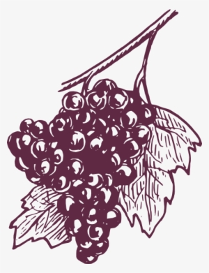 Dark Grapes Clip Art At Clker - Grape