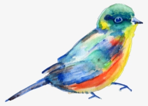 Report Abuse - Bird Painting Png