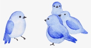 Blue Birds - Mountain Bluebird