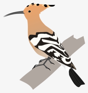 Svg - Hoopoe Bird Animated