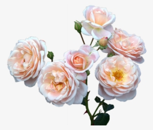 Roses Free,mother's Day,women's Day, - Mother's Day Flowers Png