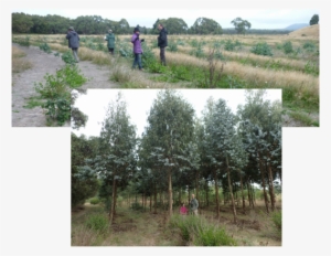 Biorich Plantations Mimicking Nature To Integrate Conservation - Conservation