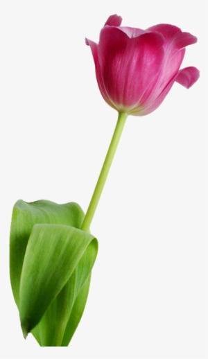 Free Photo Transparent Acupuncture Natural Medicine - Flower