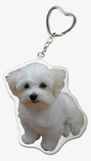 Maltese Dog Keychain - Dog
