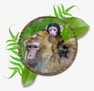 Discover A Troop Of Cheeky Monkeys, Spot Them Foraging - Capybara Caves