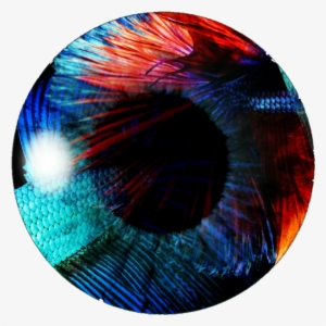 Eye Lens Png - Eyes For Picsart