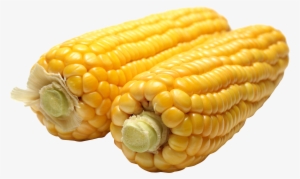 Corn Png