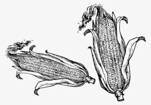 Taste The Local Sweet Corn, Freshly Picked And Savory - Ottawa