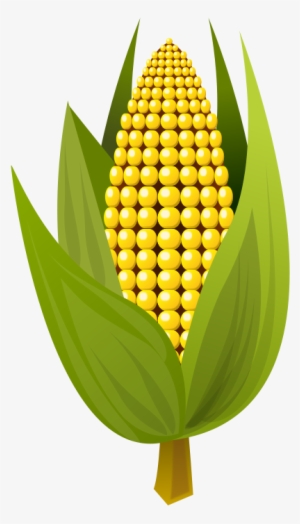 Medium Image - Clip Art Ear Of Corn