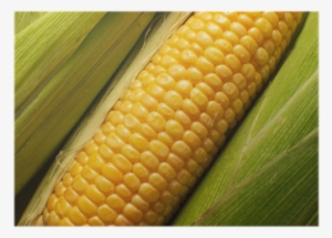 Maize
