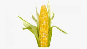 Single Corn On The Cob