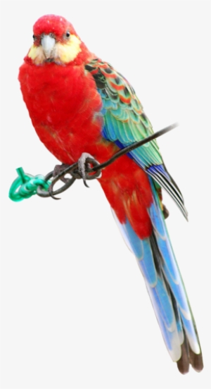 Indian Parrot Png - Rosella Png