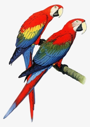 Parrot Clipart, Parrot Animals Clip Art Black And - Hardcover: Parrots Of The World By Forshaw Joseph M