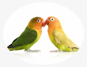 Ecletus Parrot - Wild Connection: What Animal Courtship And Mating Tell