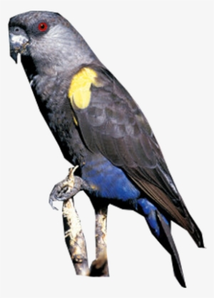 Rüppell's Parrot - Budgie