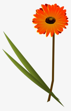 Orange Gerbera Daisy Png