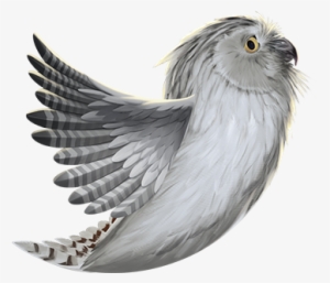 Bald Eagle - Cockatiel