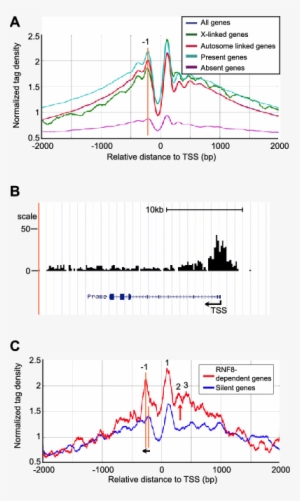 Kcr Accumulates At Tsss Of Rnf8-dependent Escape Genes - Diagram