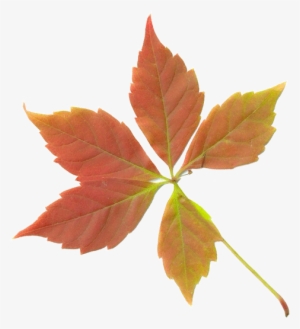 Dry Leaves Png Transparent - Fall Leaf