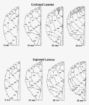 Magnesium Concentrations Mgg 1 Dry Weight In Enclosed - Leaf